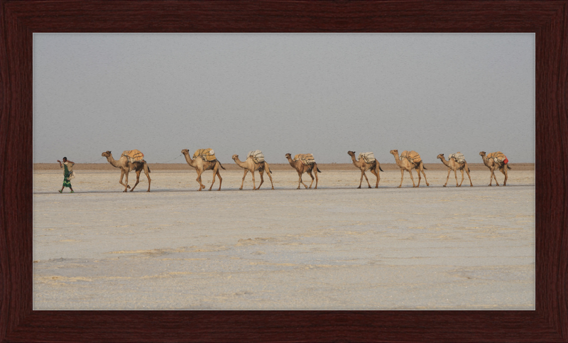 Camel Caravan - Great Pictures Framed