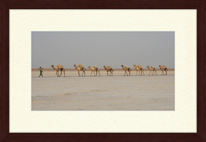 Camel Caravan - Great Pictures Framed