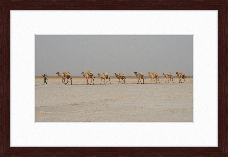 Camel Caravan - Great Pictures Framed