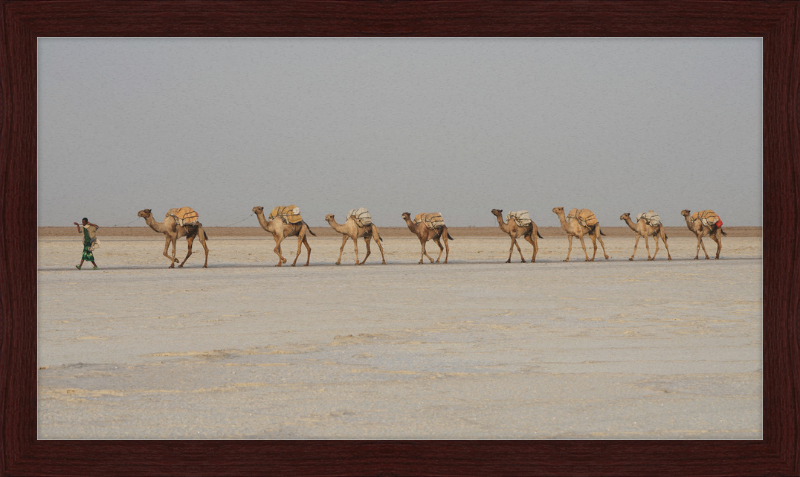 Camel Caravan - Great Pictures Framed