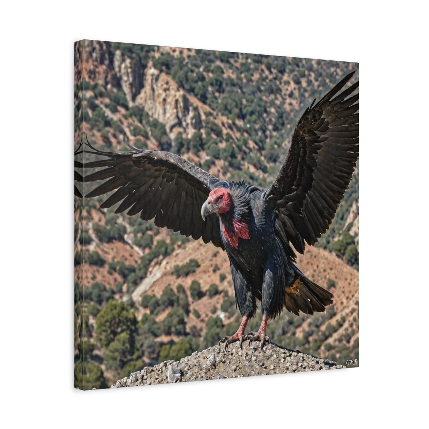 California Condor (0173)
