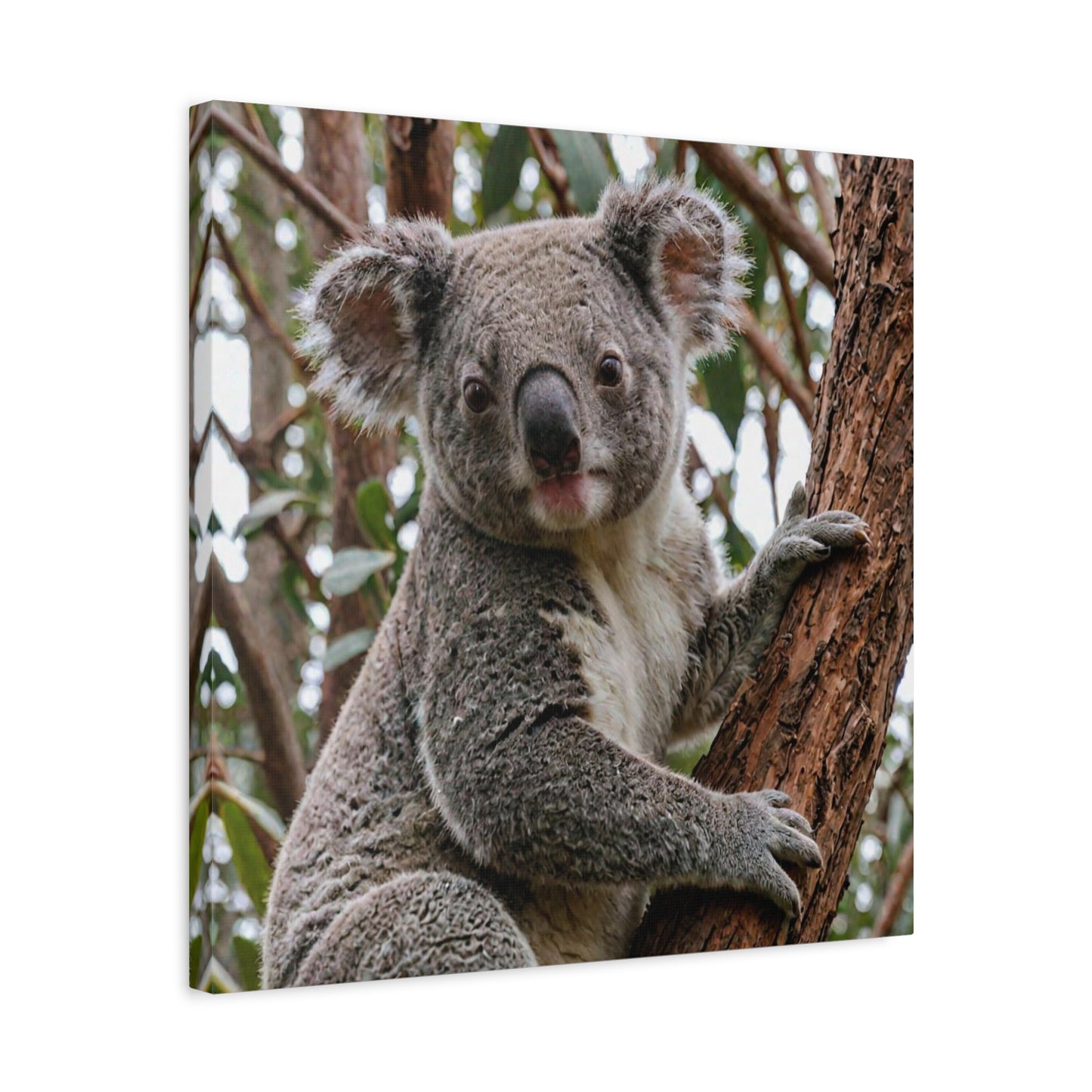 Koala (19)