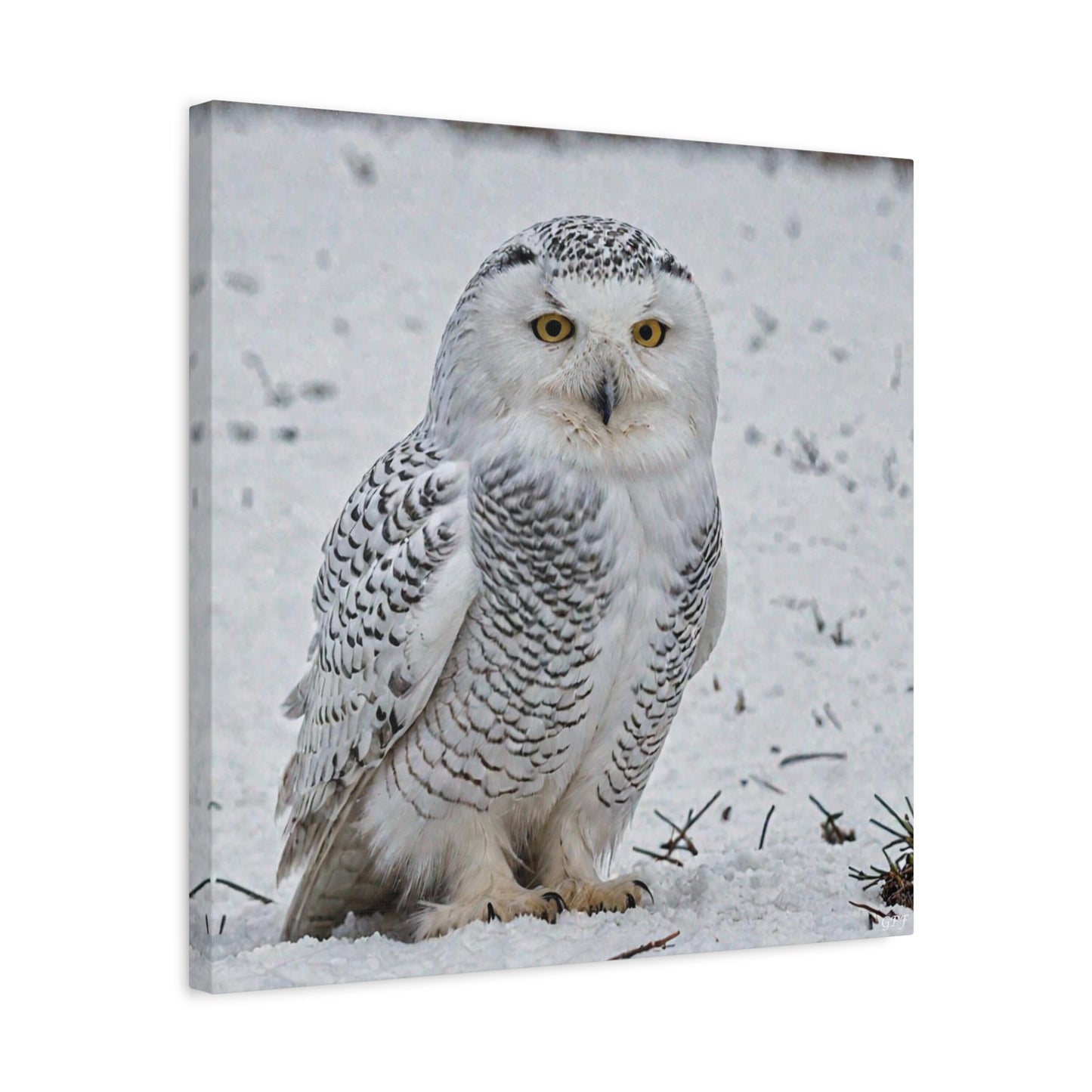 Snowy Owl (0193)