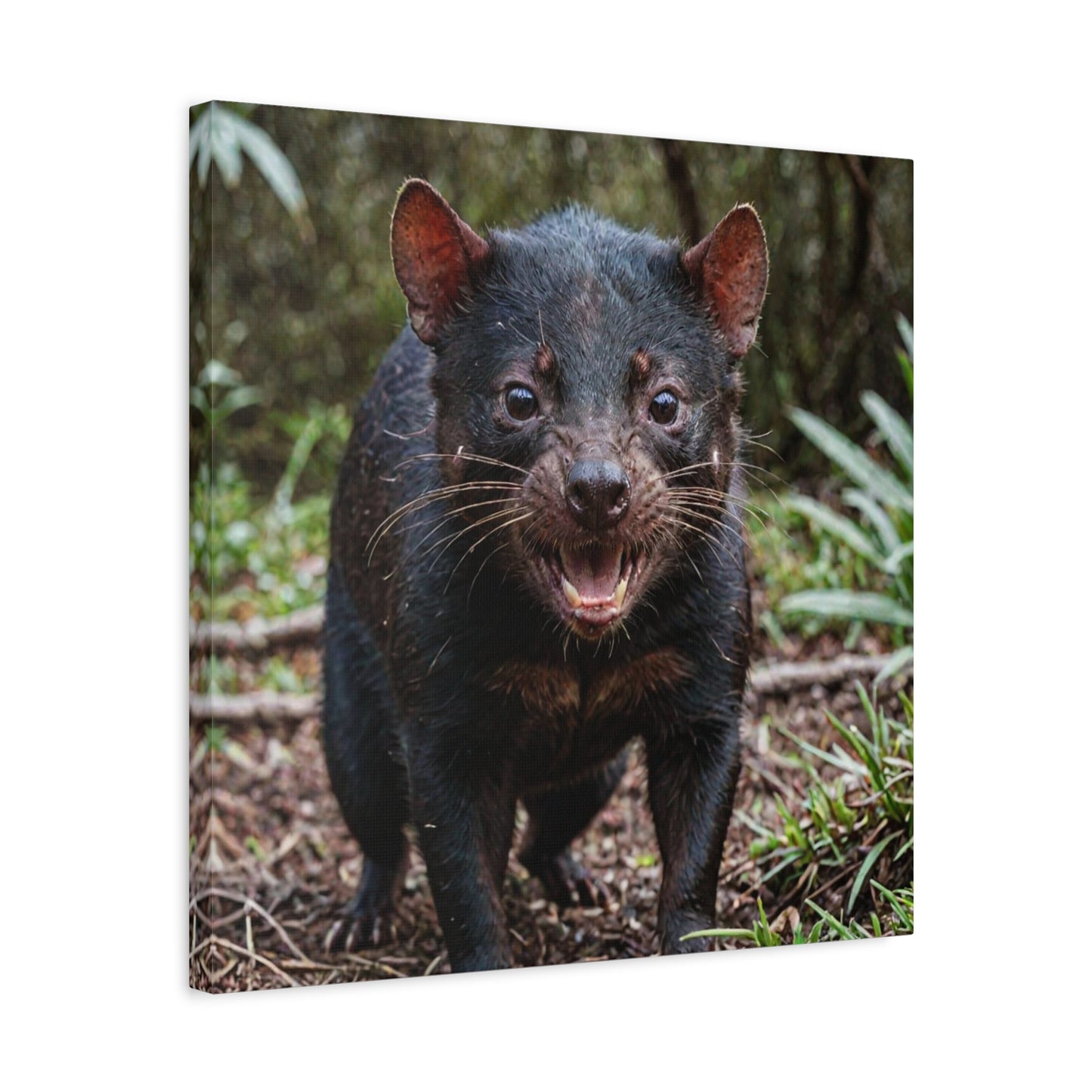 Tasmanian Devil (34)