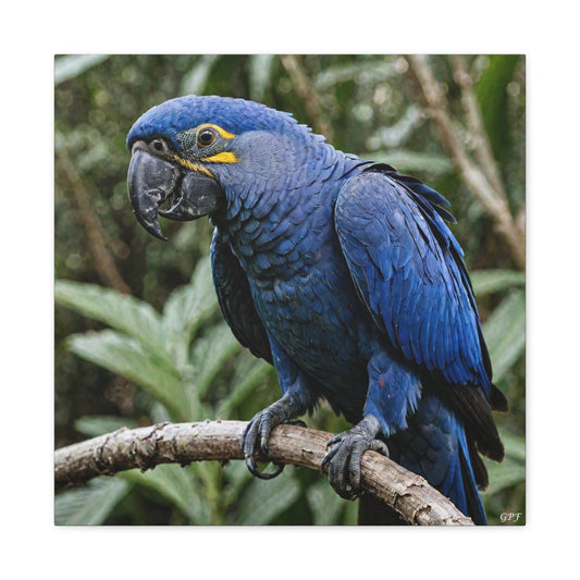Hyacinth Macaw (0221)