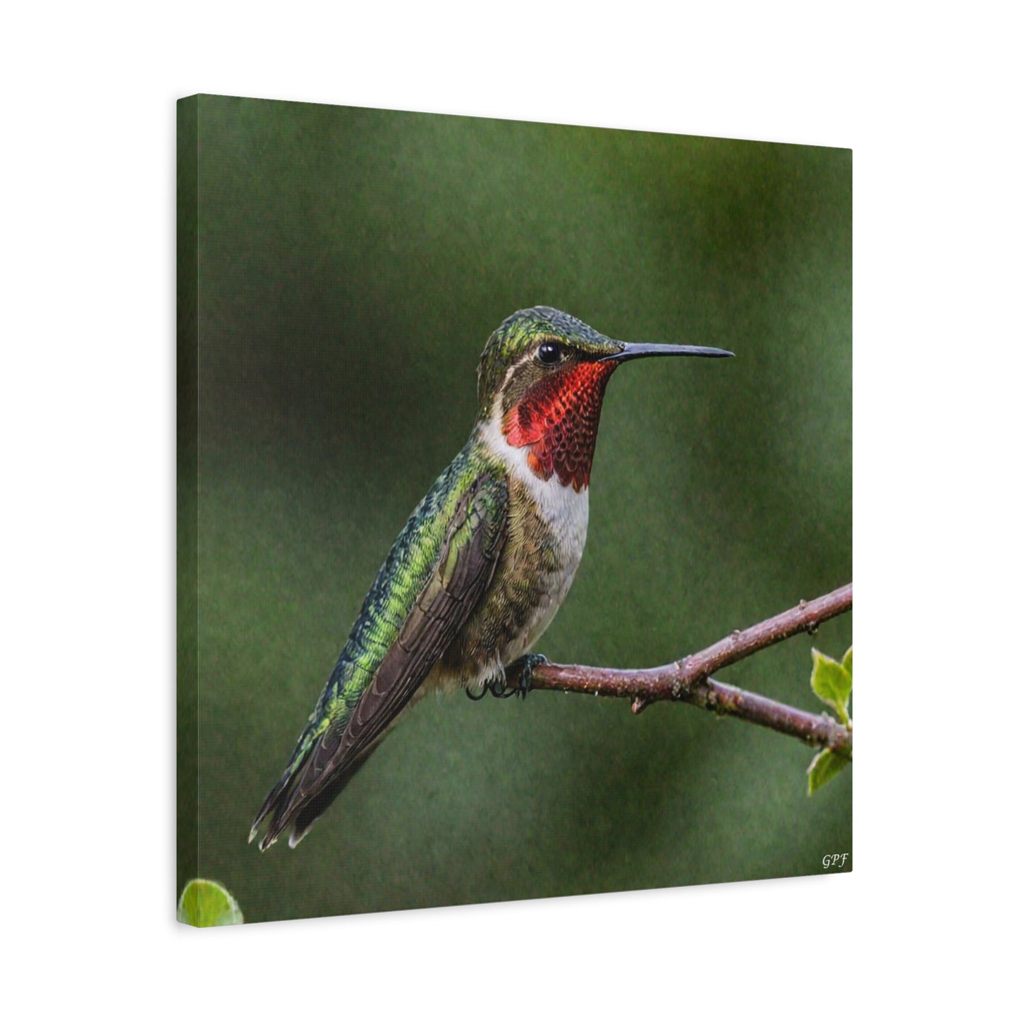 Ruby-throated Hummingbird (0190)