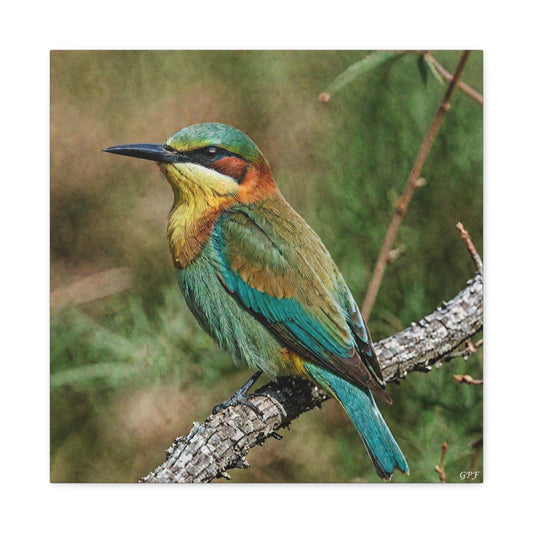 European Bee-eater (0139)