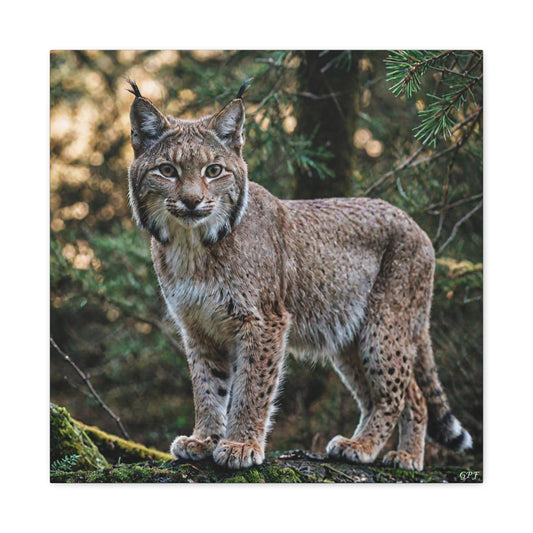 Lynx (080)