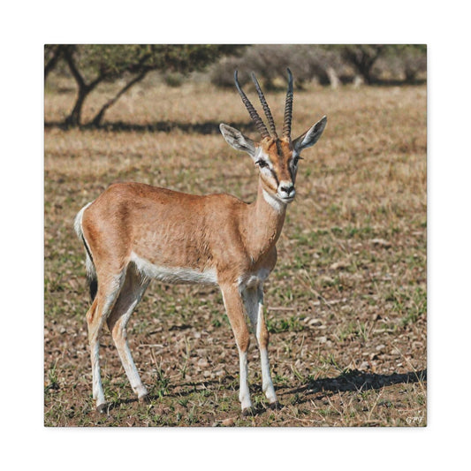Gazelle (036)