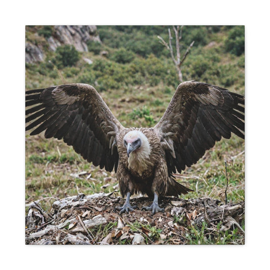 Griffon Vulture (0148)