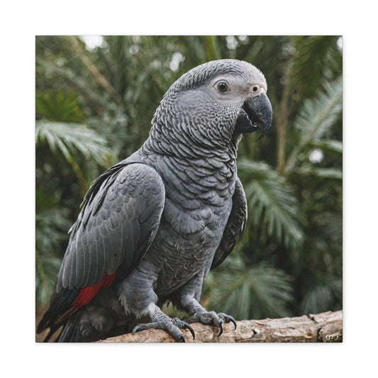 African Grey Parrot (0005)