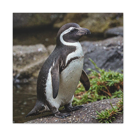 Humboldt Penguin (116)