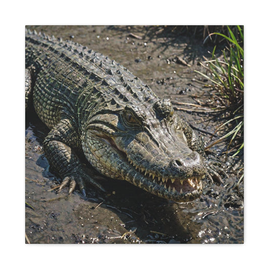 Saltwater Crocodile (29)